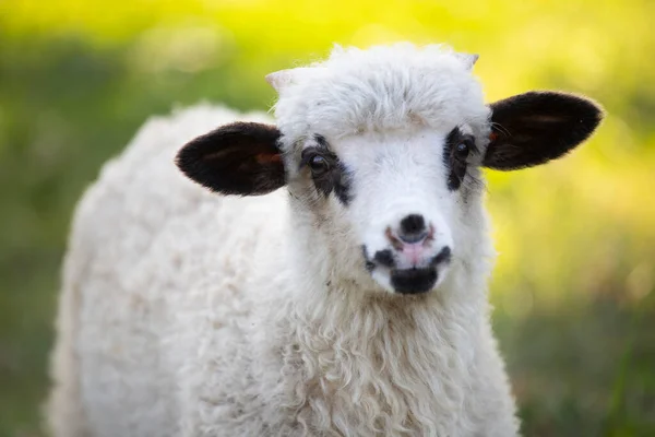 可爱的小羊羔在绿色的春天草地上吃草 — 图库照片
