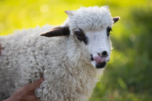 Cute Little Lamb Grazing Green Spring Meadow — Zdjęcie stockowe