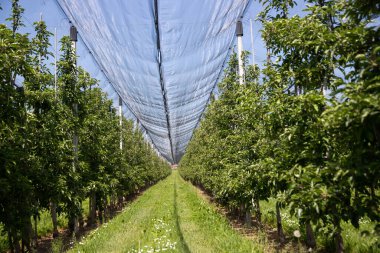 Baharda doluya karşı koruyucu ağları olan modern elma bahçesi