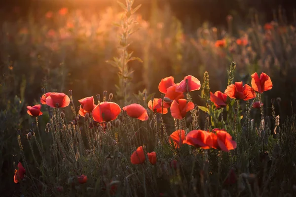 Selvaggio Campo Papavero Vivido Nella Luce Magica Del Tramonto Giorno — Foto Stock