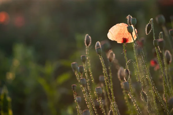 Campo Papoula Vívido Selvagem Luz Mágica Pôr Sol Conceito Dia — Fotografia de Stock