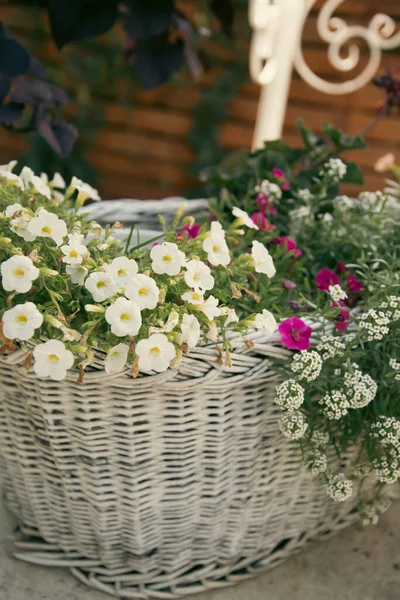 Close Basket Flowers Summer Garden — Stock Photo, Image
