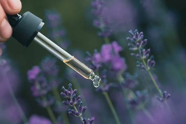 Dropper Lavender Essential Oil Blooming Field Space Text — Fotografia de Stock