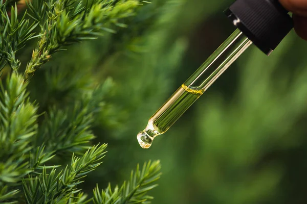 Pine Essential Oil Dripping Pipette Aromatherapy Spa Massage Concept — Fotografia de Stock