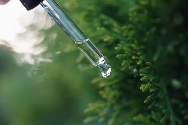 Pine essential oil dripping from pipette. Aromatherapy, spa, massage concept.