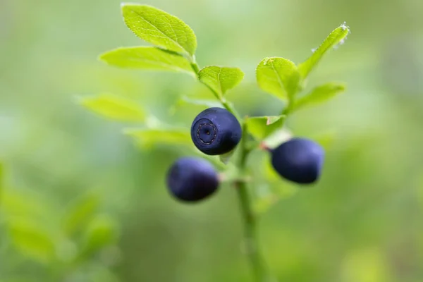 Close Wild Blueberries Vaccinium Myrtillus — Stockfoto