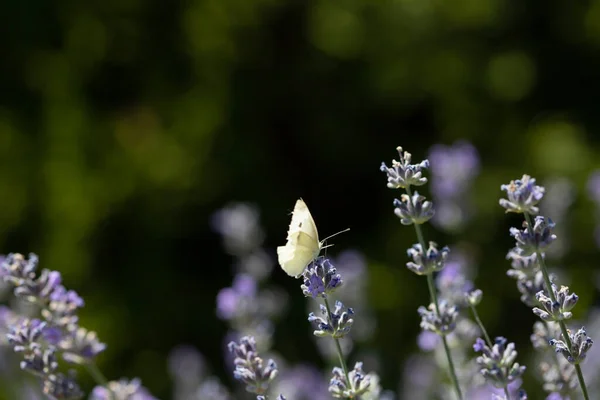 White Butterfly Lavender Garden — Fotografia de Stock