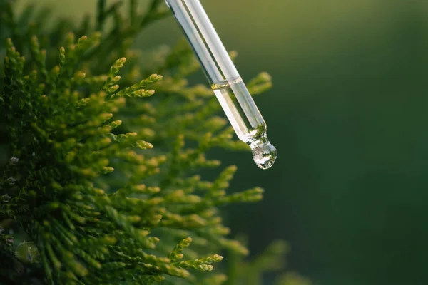 Pine essential oil dripping from pipette. Aromatherapy, spa, massage concept.