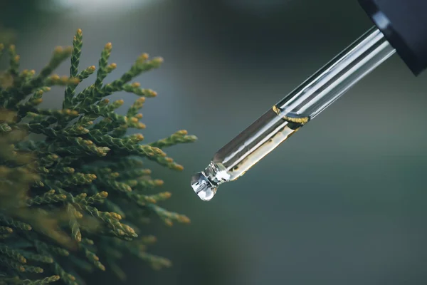 Pine essential oil dripping from pipette. Aromatherapy, spa, massage concept.