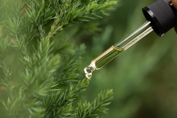 Pine essential oil dripping from pipette. Aromatherapy, spa, massage concept.