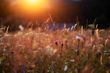 Close up on a summer meadow with wild flowers in magic sunset.