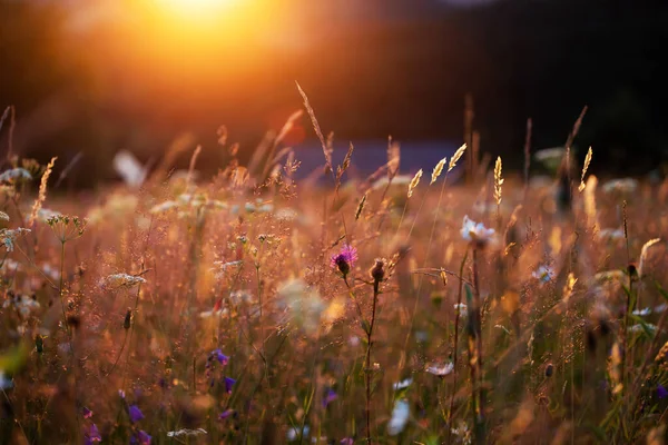 Büyülü Günbatımında Kır Çiçekleriyle Bir Yaz Çayırında Telifsiz Stok Fotoğraflar