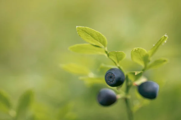 Close Wild Blueberries Vaccinium Myrtillus — Stockfoto