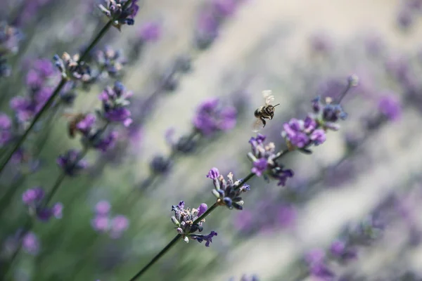 Honey Bee Pollinates Lavender Flowers Plant Decay Insects — Φωτογραφία Αρχείου