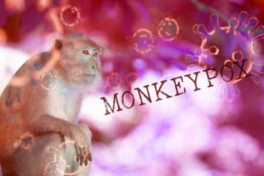 Monkeypox diseas outbreak concept. Monkeypox is a viral zoonotic disease, transmitted to humans from animals.