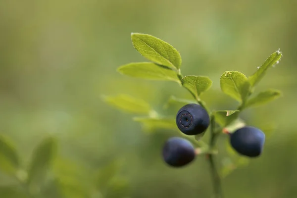 Close Wild Blueberries Vaccinium Myrtillus — Stockfoto