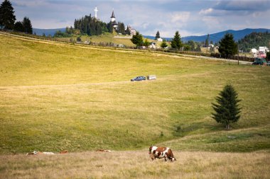 Romanian idyllic countryside landscape with grazing cows and the Hotel Dracula in the background. Beauty of countryside concept