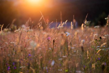 Close up on a summer meadow with wild flowers in magic sunset.