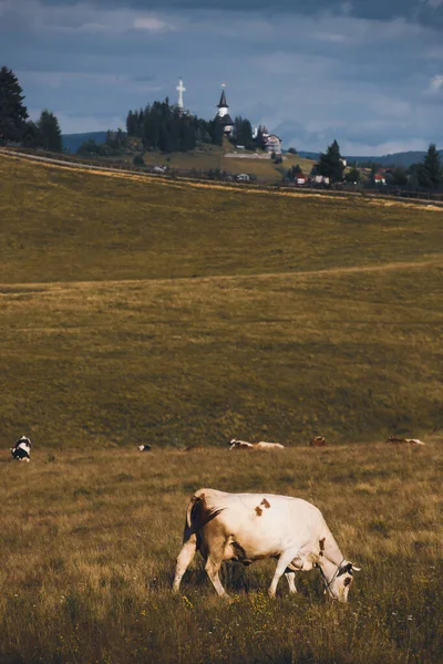 Romanian Idyllic Countryside Landscape Grazing Cows Hotel Dracula Background Beauty — Stok fotoğraf