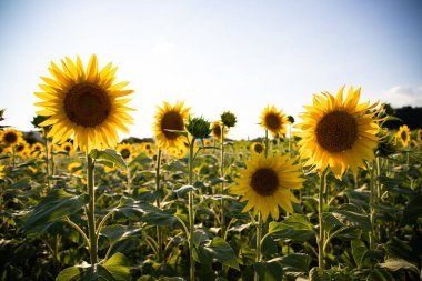 Sunflowers with blue sky like ukrainian flag. Symbol of Ukraine