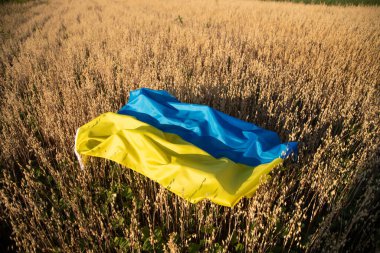 Flag of Ukraine on agricultural field. High grain price, wheat shortage and food crisis concept.