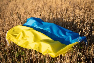 Flag of Ukraine on agricultural field. High grain price, wheat shortage and food crisis concept.