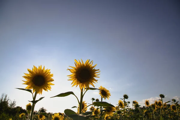 Sunflowers Blue Sky Ukrainian Flag Symbol Ukraine — Stock Photo, Image