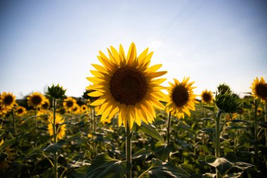 Sunflowers with blue sky like ukrainian flag. Symbol of Ukraine