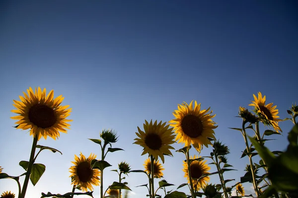 Sunflowers Blue Sky Ukrainian Flag Symbol Ukraine — Stock Photo, Image