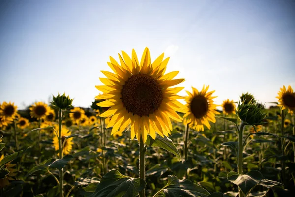 Sunflowers Blue Sky Ukrainian Flag Symbol Ukraine — Stock Photo, Image