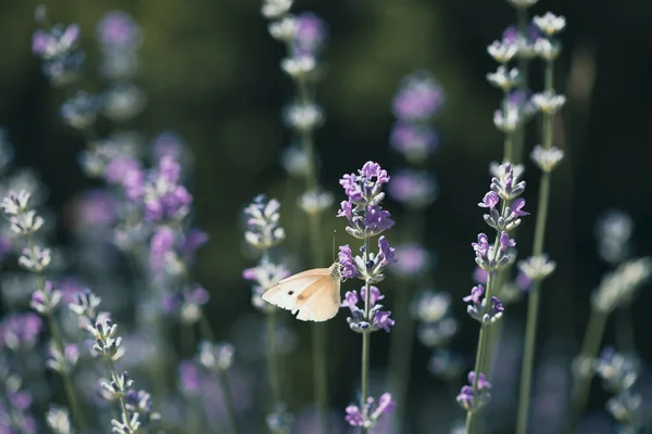 White Butterfly Lavender Garden — 图库照片