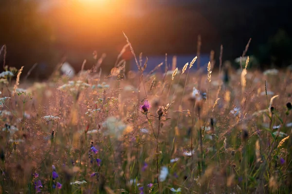 Close Summer Meadow Wild Flowers Magic Sunset — ストック写真