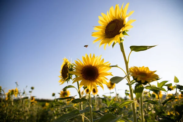 Sunflowers Blue Sky Ukrainian Flag Symbol Ukraine — Stock Photo, Image