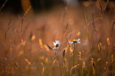 Büyülü günbatımında kır çiçekleriyle bir yaz çayırında.