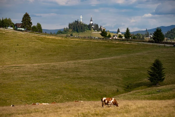 Romanian Idyllic Countryside Landscape Grazing Cows Dracula Castle Background Beauty — Zdjęcie stockowe