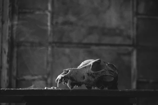 Egy Kutya Koponyája Titokzatos Ködös Fényben Kísérteties Horror Tapéta Halloweenre — Stock Fotó