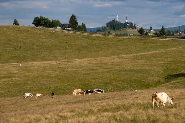 Romanian Idyllic Countryside Landscape Grazing Cows Dracula Castle Background Beauty — Stock Photo, Image