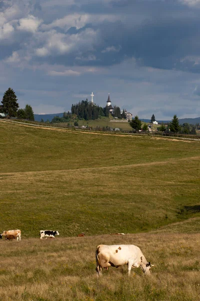 Romanian Idyllic Countryside Landscape Grazing Cows Dracula Castle Background Beauty — Zdjęcie stockowe