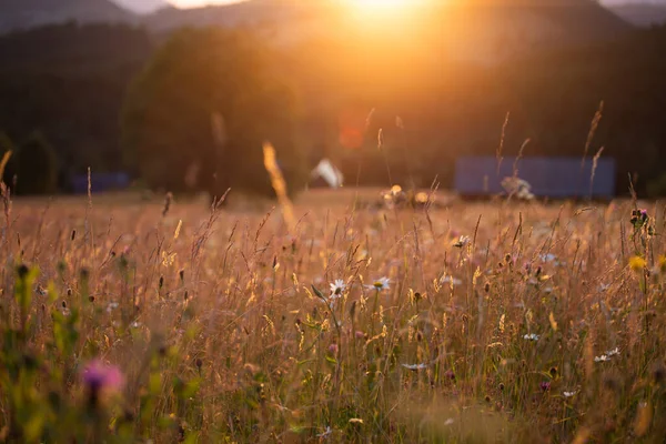 Close Summer Meadow Wild Flowers Magic Sunset — Stock fotografie