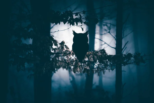 Owl in enchanted forest in magic, mysterious fog at night.