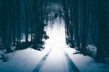 Owl in enchanted forest in magic, mysterious fog at night.