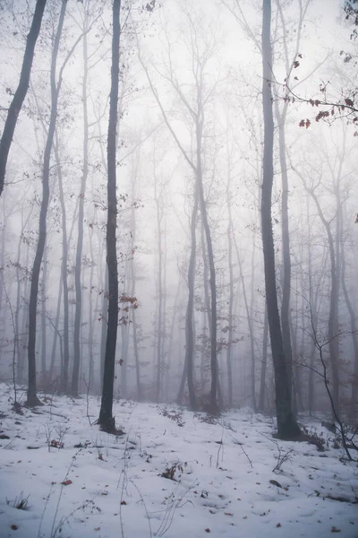 Magic Mysterious Forest Trees Fog Halloween Concept — Stock Fotó