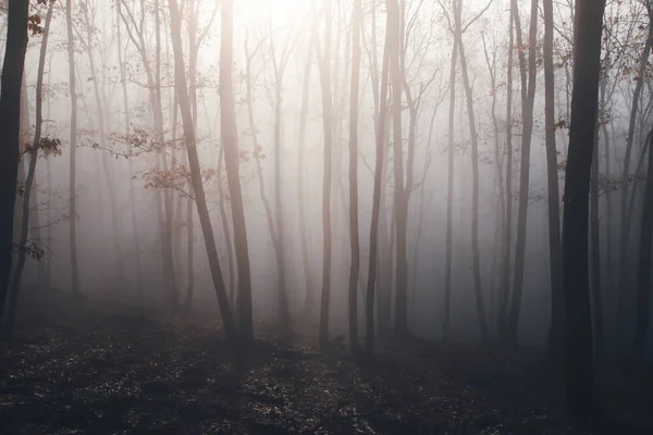 Magic Mysterious Forest Trees Fog Halloween Concept — Zdjęcie stockowe