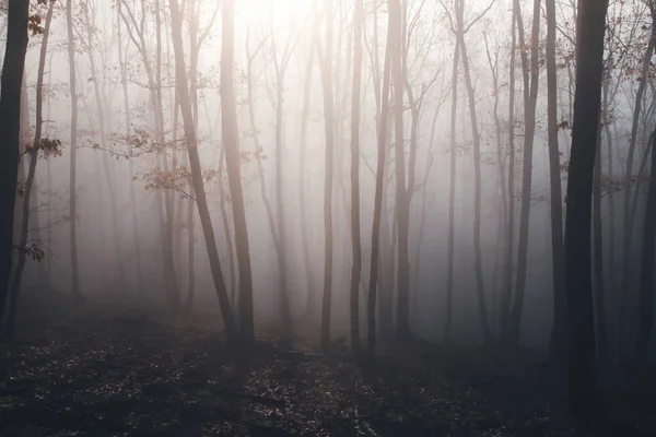 Magic Mysterious Forest Trees Fog Halloween Concept — Stockfoto