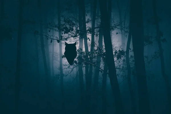 Owl Enchanted Forest Magic Mysterious Fog Night — Fotografia de Stock