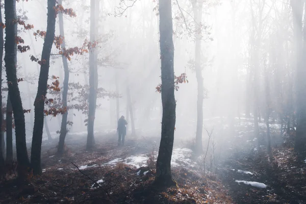 Magic Mysterious Forest Trees Fog Halloween Concept — Fotografia de Stock