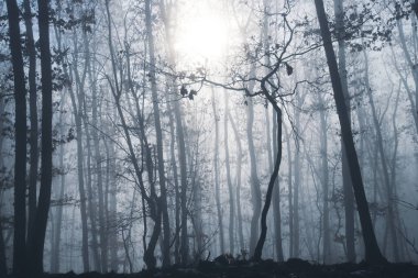 Magic, mysterious forest with trees in fog. Halloween concept.