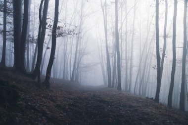 Magic, mysterious forest with trees in fog. Halloween concept.