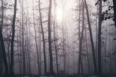 Magic, mysterious forest with trees in fog. Halloween concept.