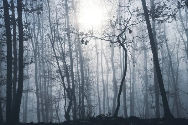 Magic Mysterious Forest Trees Fog Halloween Concept — Photo
